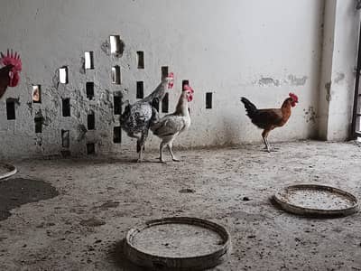 Golden misri rooster for sale