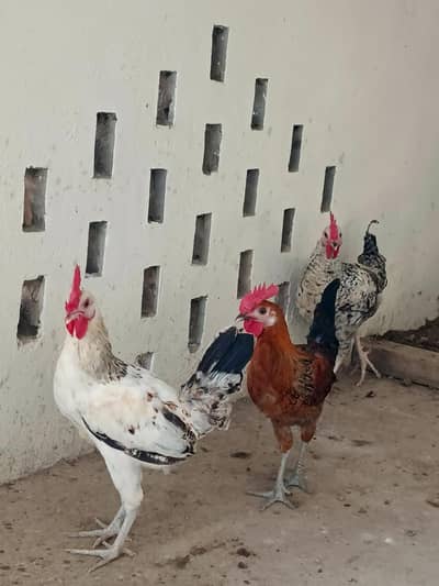 Golden misri rooster for sale