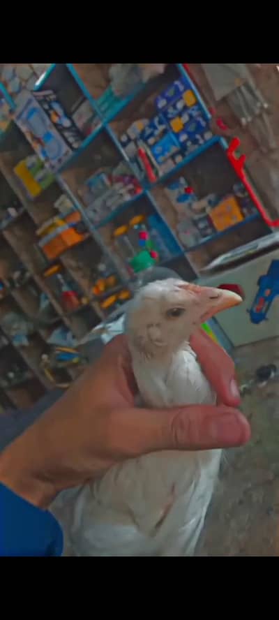 White here white silky black buff chicks