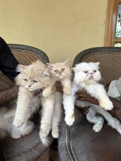 Piki Face Female Cat and Punch Face Male cat with Kitten