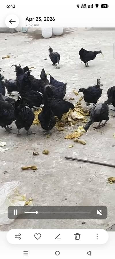 Ayam cemane bredar male female for sale