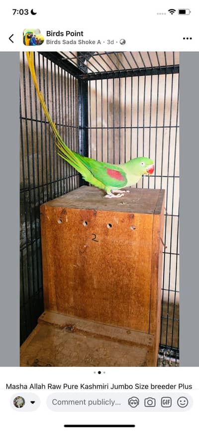 Raw Confirm Breeder female