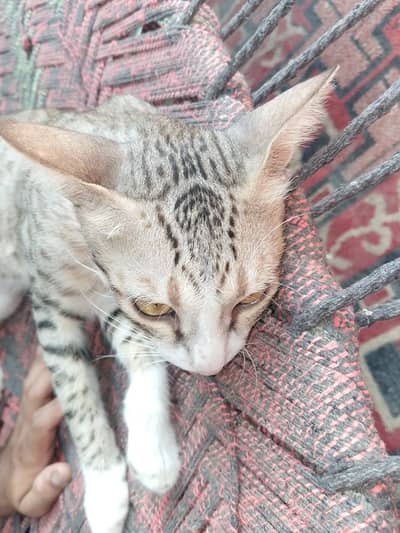 Cat ka mathy py ( nalaan mubarak) bohat barkat wali ha