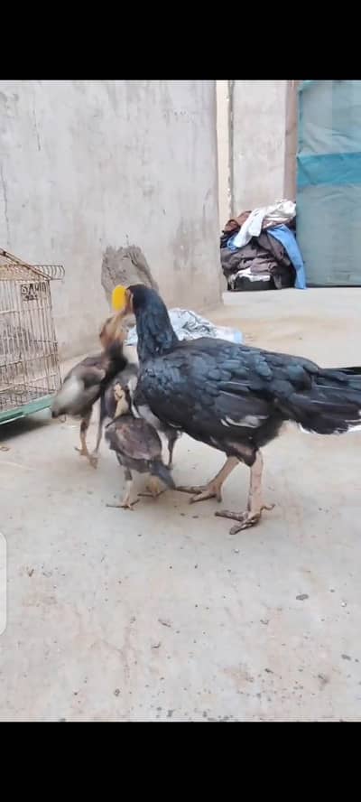 mashaallah amroha cros breed chicks