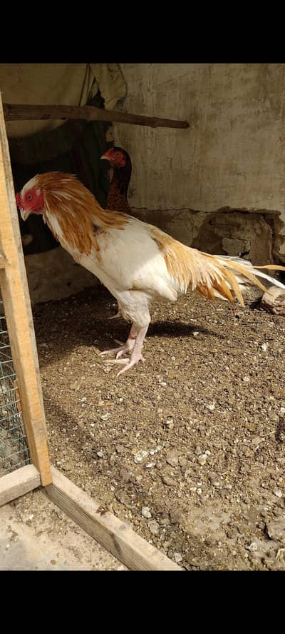 Mashallah High Quality Sontol Breeder A1 Quality