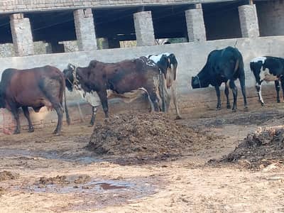 Red and black Tow cows