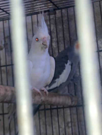 parrots for sale