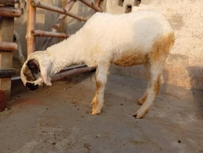 nasal botti age 7month ghar. Ki nasal