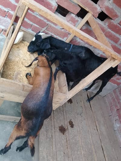 Bakri k for sale 2 bachy h Male female 03295534870