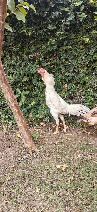 mashallah top quality white German shamo trio urgent sale ek 7500 wali