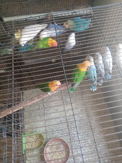 love birds for sale haldi and active
