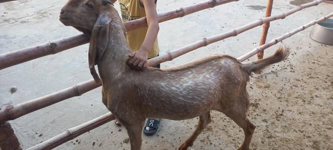 Makhi chena bakra for sale