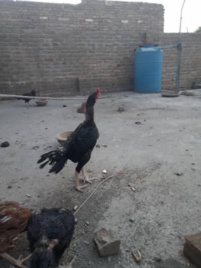 Aseel Shok