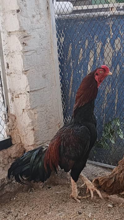 Lakha murgha for sale
