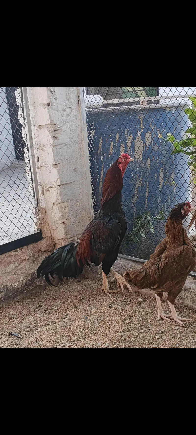 Lakha murgha for sale — photo 2