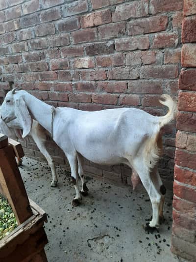 bakri for sale