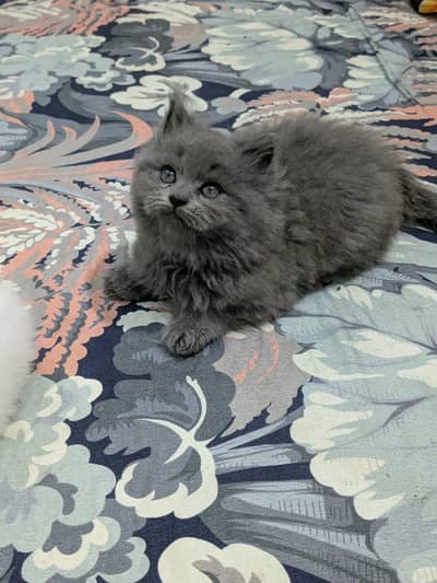 pure Persian breed