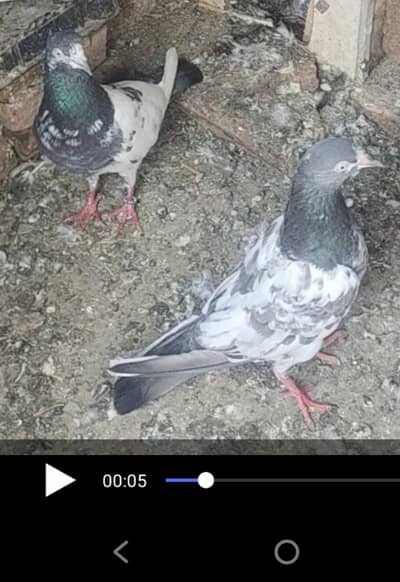 for sale pigoen