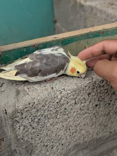 cockatiels for sale