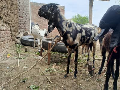Goat with 2 baby Male and Female