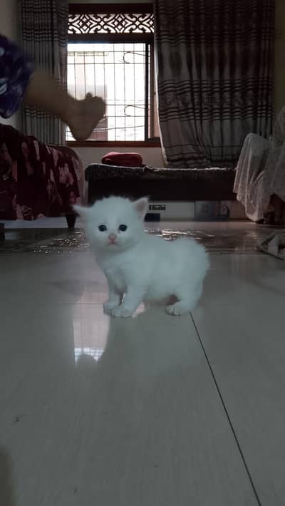 selling because of time ,hand tame