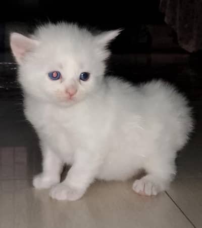 selling because of time ,hand tame