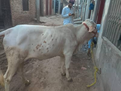 sahiwal cross wachi