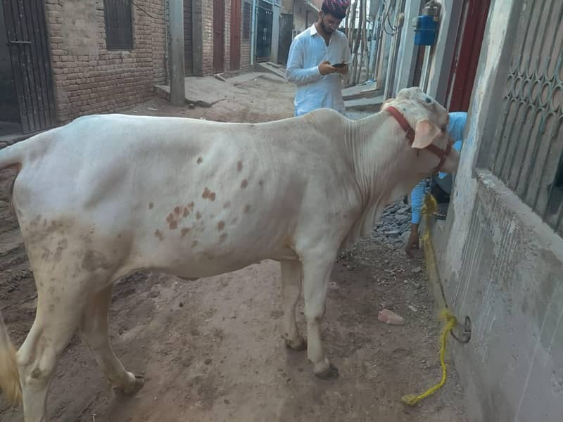 bachri 0