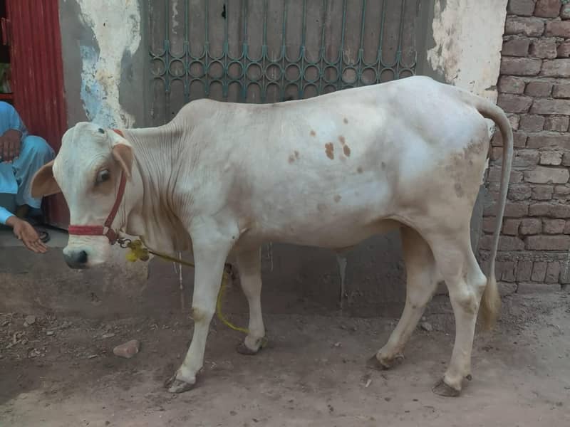 bachri 2