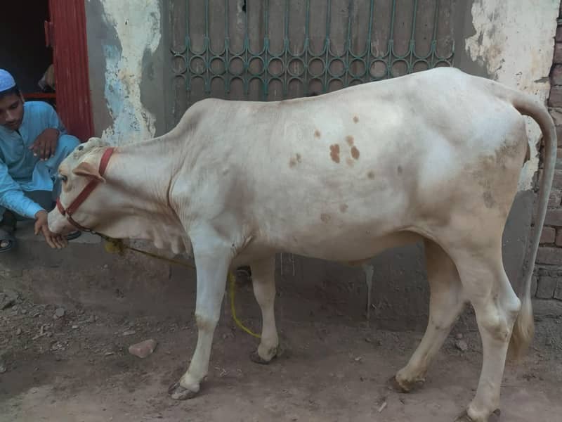 bachri 3