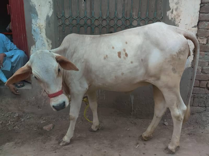 bachri 4