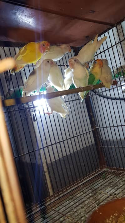 colour lovebirds