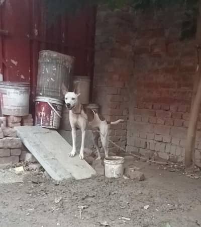 Gulteir Dog