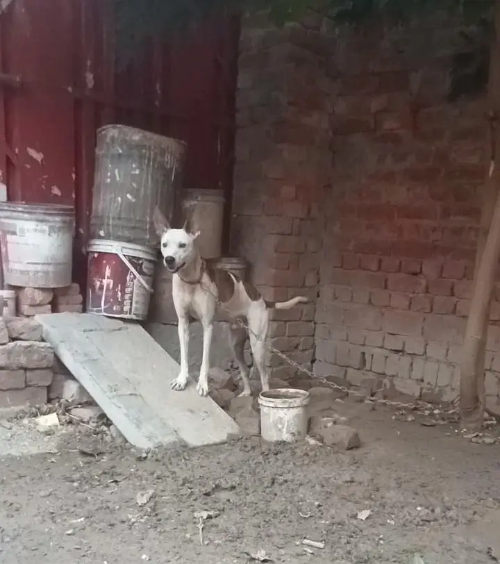 Gulteir Dog