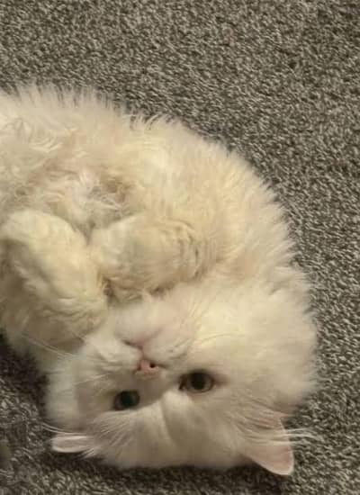 heavy coat female