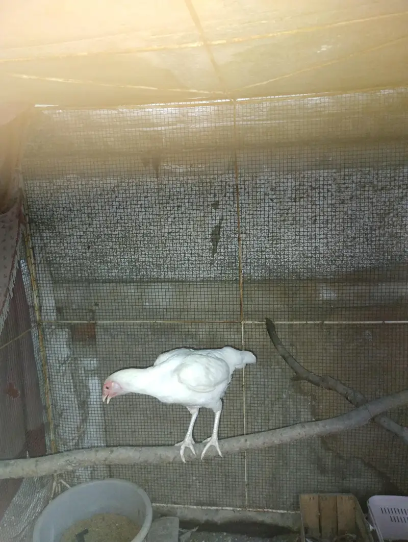 white Heeri Madi — photo 2