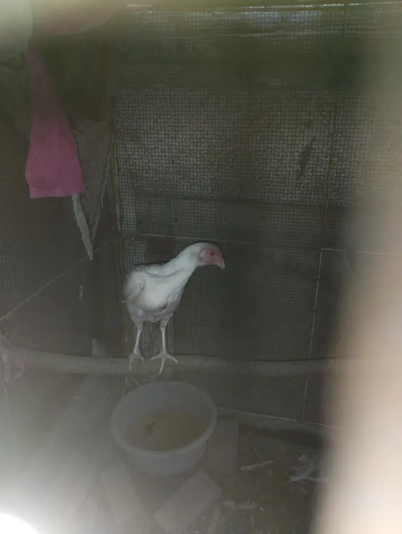 white Heeri Madi — photo 3