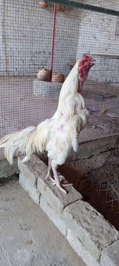 pure Heera breeder available