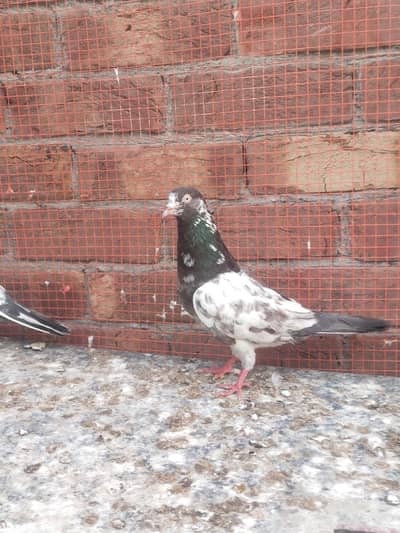three male for sale pr cutting ha