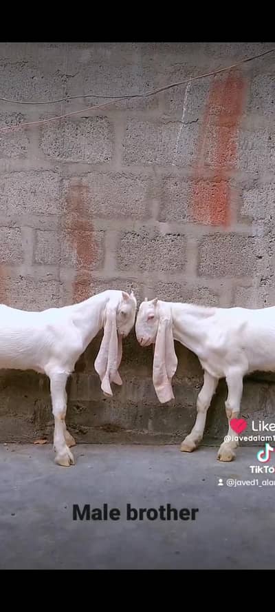 Gulabi goats bakra bakri