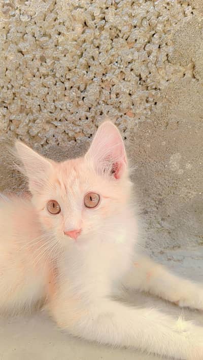 Adorable Double Coated Fluffy Pure Persian Kitten Doll Face Active