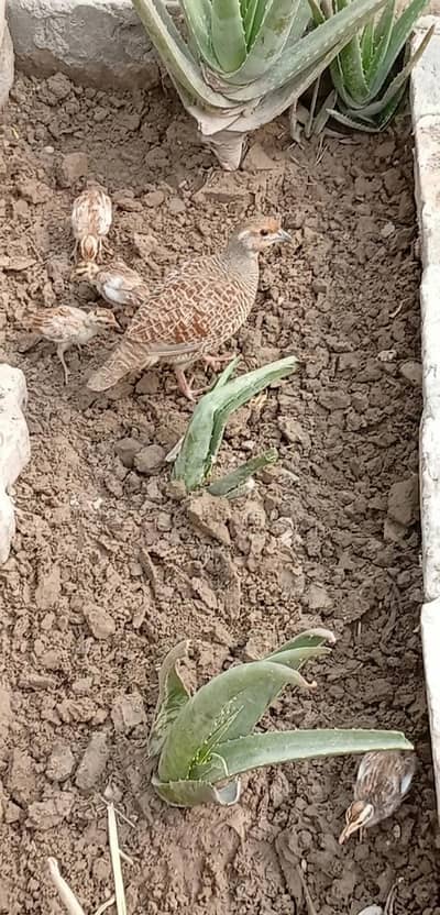 Teetar K Bachy for Sale - Teetar chicks