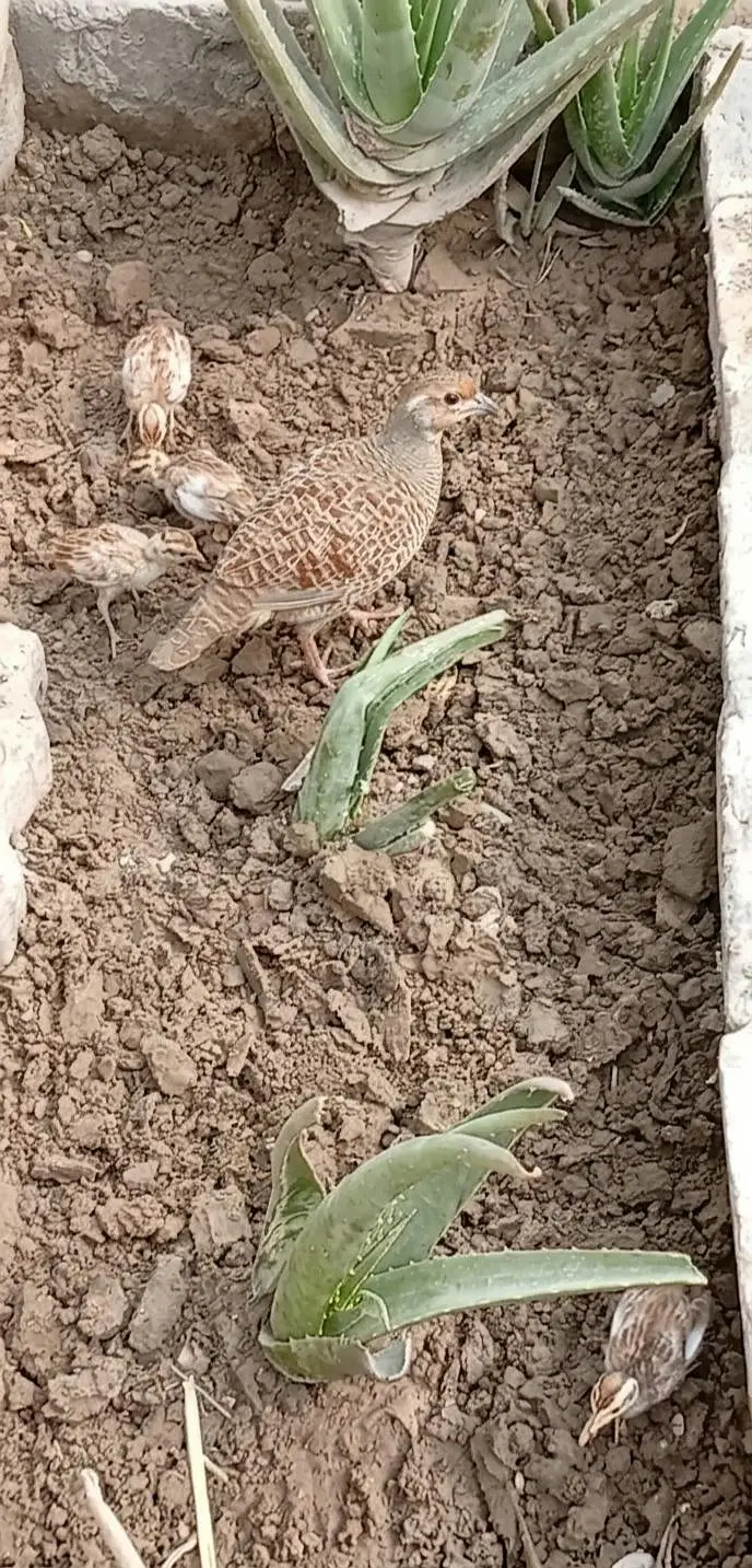 Teetar K Bachy for Sale - Teetar chicks