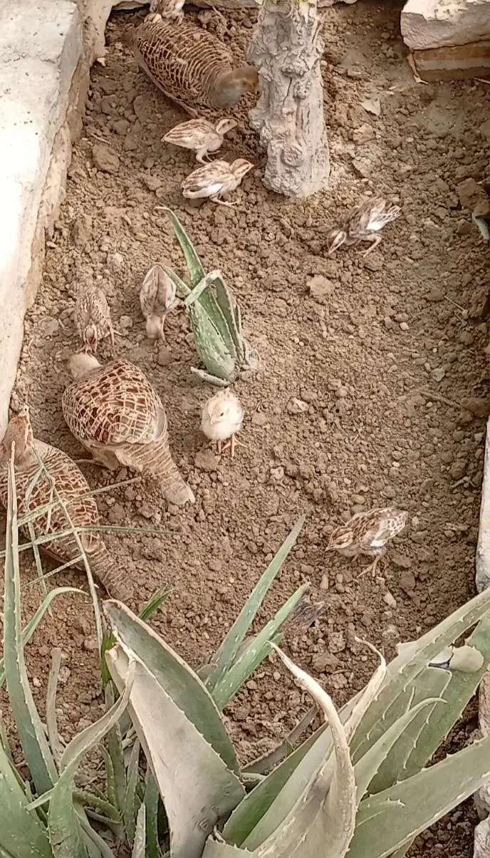 Teetar K Bachy for Sale - Teetar chicks — photo 2
