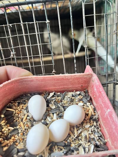 Cockatiel Fertile Eggs