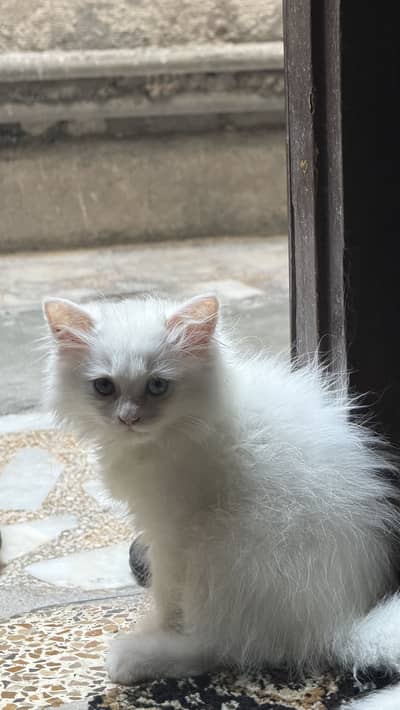 Persian kitten 2 months old