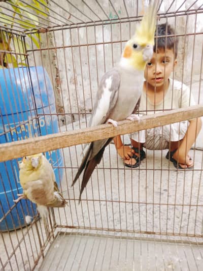 Healthy Parrots 1 Pair for Sale  (Male & Female)