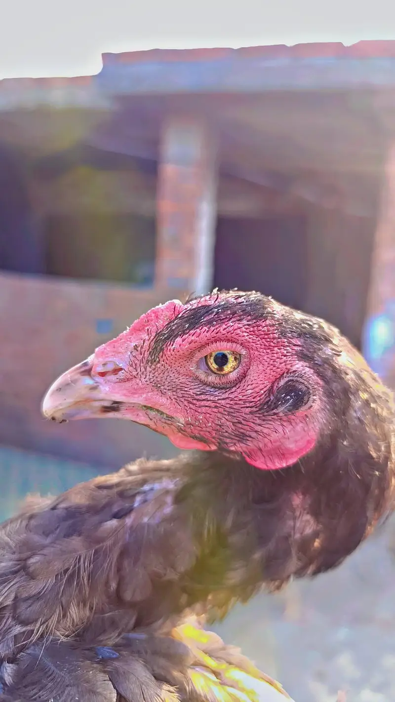 Mianwali Aseel Rooster birds pair — photo 2
