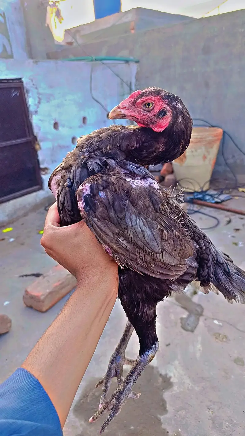 Mianwali Aseel Rooster birds pair — photo 3