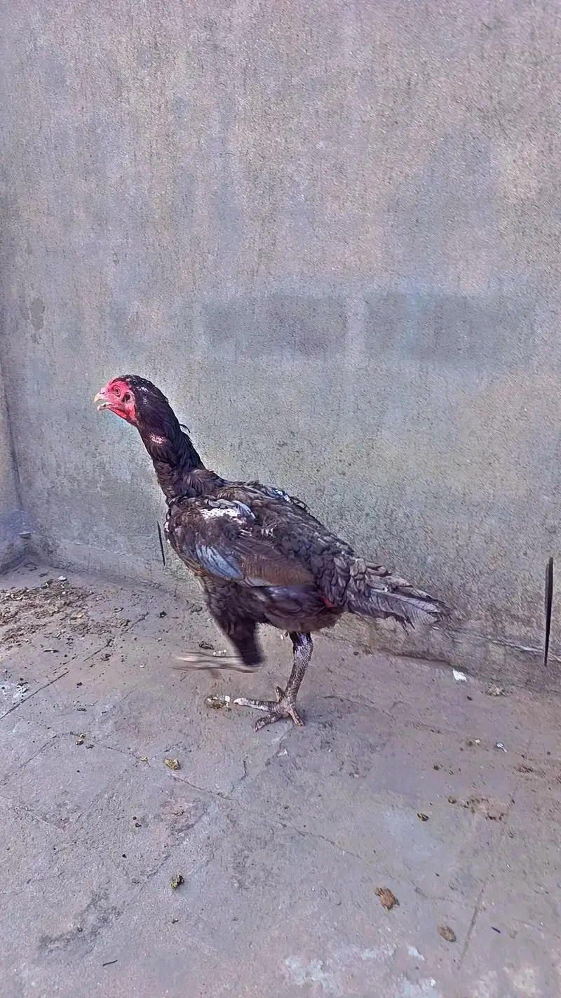 Mianwali Aseel Rooster birds pair — photo 5
